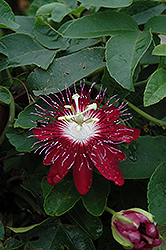 Purple Passionfruit (Passiflora edulis) at Lakeshore Garden Centres