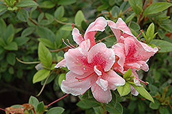 Encore Autumn Belle Azalea (Rhododendron 'Robleo') at Lakeshore Garden Centres