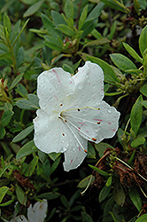 Encore Autumn Starlite Azalea (Rhododendron 'Roblem') at Lakeshore Garden Centres