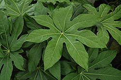 Paper Plant (Aralia sieboldii) at Lakeshore Garden Centres