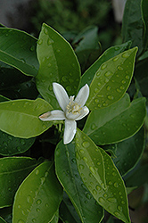 Rio Red Grapefruit (Citrus x paradisi 'Rio Red') at Lakeshore Garden Centres