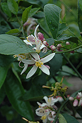 Improved Meyer Lemon (Citrus x meyeri 'Meyer Improved') at Lakeshore Garden Centres