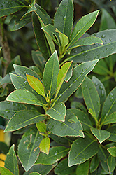 Japanese Blueberry Tree (Elaeocarpus decipiens) at Lakeshore Garden Centres
