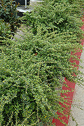 Helleri Japanese Holly (Ilex crenata 'Helleri') at Lakeshore Garden Centres