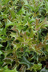 Rotunda Chinese Holly (Ilex cornuta 'Rotunda') at Lakeshore Garden Centres