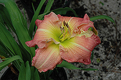 Joie De Vivre Daylily (Hemerocallis 'Joie De Vivre') at Lakeshore Garden Centres