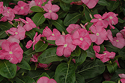 Titan Rose Vinca (Catharanthus roseus 'Titan Rose') at Lakeshore Garden Centres