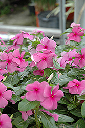 Heatwave Grape Vinca (Catharanthus roseus 'Heatwave Grape') at Lakeshore Garden Centres