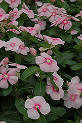 Titan Icy Pink Vinca (Catharanthus roseus 'Titan Icy Pink') at Lakeshore Garden Centres