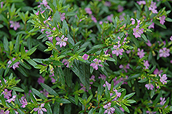 False Heather (Cuphea hyssopifolia) at Lakeshore Garden Centres