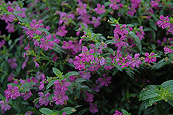 Allyson Mexican Heather (Cuphea hyssopifolia 'Allyson') at Lakeshore Garden Centres