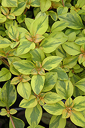 Walkabout Sunset Loosestrife (Lysimachia congestiflora 'Walkabout Sunset') at Lakeshore Garden Centres