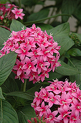 Starburst Star Flower (Pentas lanceolata 'Starburst') at Lakeshore Garden Centres