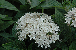 Butterfly White Star Flower (Pentas lanceolata 'Butterfly White') at Lakeshore Garden Centres