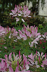 Spirit Violetta Spiderflower (Cleome hassleriana 'Robspivio') at Lakeshore Garden Centres