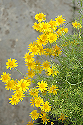 Golden Fleece (Thymophylla tenuiloba) at Lakeshore Garden Centres