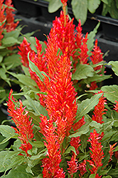 Plumed Celosia (Celosia plumosa) at Lakeshore Garden Centres