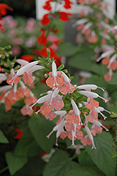 Coral Nymph Sage (Salvia coccinea 'Coral Nymph') at Lakeshore Garden Centres