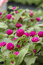 Buddy Purple Globe Amaranth (Gomphrena globosa 'Buddy Purple') at Lakeshore Garden Centres