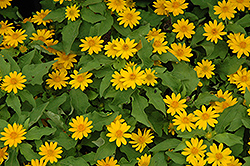 Butter Daisy (Melampodium divaricatum) at Lakeshore Garden Centres