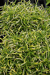 Gold Threads Alternanthera (Alternanthera ficoidea 'Gold Threads') at Lakeshore Garden Centres