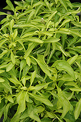 True Yellow Amaranthus (Amaranthus tricolor 'True Yellow') at Lakeshore Garden Centres