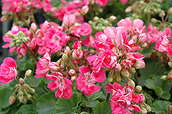 Pink plus Eye Geranium (Pelargonium 'Pink plus Eye') at Lakeshore Garden Centres