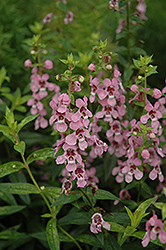 Serenita Lavender Pink Angelonia (Angelonia angustifolia 'Serenita Lavender Pink') at Lakeshore Garden Centres