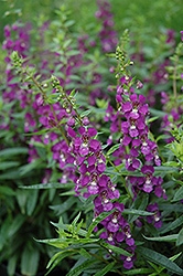 Serenita Purple Angelonia (Angelonia angustifolia 'PAS803822') at Lakeshore Garden Centres