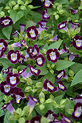Clown Violet Torenia (Torenia 'Clown Violet') at Lakeshore Garden Centres