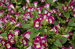 Clown Burgundy Torenia (Torenia 'Clown Burgundy') at Lakeshore Garden Centres
