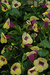 Yellow Moon Torenia (Torenia 'Yellow Moon') at Lakeshore Garden Centres