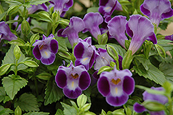 Purple Moon Torenia (Torenia 'Purple Moon') at Lakeshore Garden Centres