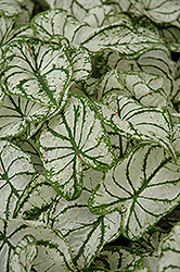 White Christmas Caladium (Caladium 'White Christmas') at Lakeshore Garden Centres
