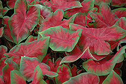 Frieda Hemple Caladium (Caladium 'Frieda Hemple') at Lakeshore Garden Centres