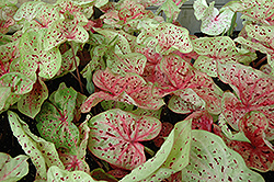 Miss Muffet Caladium (Caladium 'Miss Muffet') at Lakeshore Garden Centres
