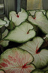 White Wonder Caladium (Caladium 'White Wonder') at Lakeshore Garden Centres