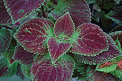 Florida Sun Jade Coleus (Solenostemon scutellarioides 'Florida Sun Jade') at Lakeshore Garden Centres