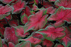 Postman Joyner Caladium (Caladium 'Postman Joyner') at Lakeshore Garden Centres