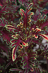 Stained Glassworks Kiwi Fern Coleus (Solenostemon scutellarioides 'Kiwi Fern') at Lakeshore Garden Centres