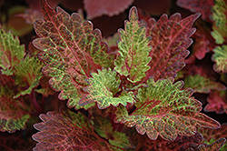 Indian Summer Coleus (Solenostemon scutellarioides 'Indian Summer') at Lakeshore Garden Centres