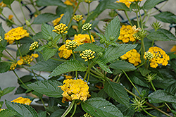 New Gold Lantana (Lantana 'New Gold') at Lakeshore Garden Centres
