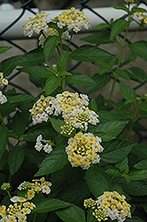 Alba Lantana (Lantana montevidensis 'Alba') at Lakeshore Garden Centres