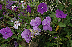 Dwarf Yesterday Today And Tomorrow (Brunfelsia pauciflora 'Floribunda Compacta') at Lakeshore Garden Centres