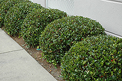 Calisto Indian Hawthorn (Rhaphiolepis indica 'Sodark') at Lakeshore Garden Centres