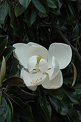 D.D. Blanchard Magnolia (Magnolia grandiflora 'D.D. Blanchard') at Lakeshore Garden Centres