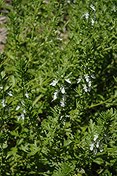 Small Coastal Germander (Teucrium cubense) at Lakeshore Garden Centres