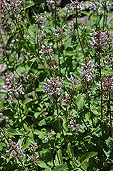 Florida Betony (Stachys floridana) at Lakeshore Garden Centres