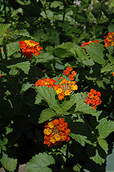 Texas Lantana (Lantana urticoides) at Lakeshore Garden Centres