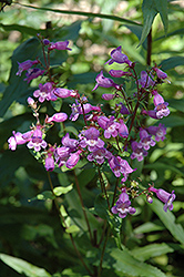 Gulf Coast Penstemon (Penstemon tenuis) at Lakeshore Garden Centres